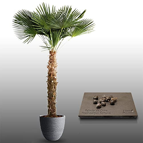 10 graines à semer - Le Grenier d'Abondance - PALMIER DE CHINE - Trachycarpus Fortunei