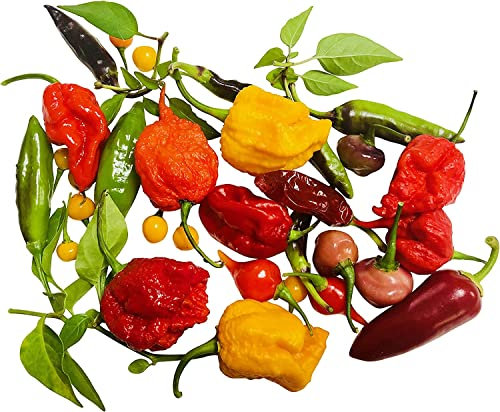 Chili-Samen Mix 6 verschiedene Arten zu jeweils 10 Samen (60 Samen) + Gratis Snackpaprika Samen