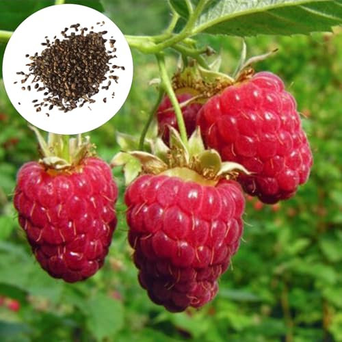 100 pièces graines de fruits doux productif jardin extérieur brillant-muscat raisin plantation graines pour la maison vigne Vitis Framboise rouge