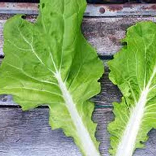 Tokyo Bekana Mustard Seed 4 Gram ~1800 Seeds – Non-GMO Asian Green – Microgreen to Mature – Fast-Growing, Tender Leaves – Baby Greens, Salads, Stir-Fries – Brassica rapa – 21–45 Days – Easy