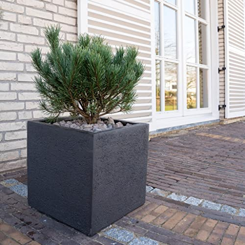 Pino mugo Pinus mughus pianta officinale in vaso ø45 cm Vivaio di Castelletto