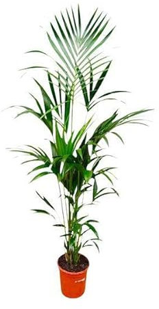 Palma Kentia – Howea Forsteriana – Pianta d'appartamento – 180 cm – Ø 24 cm