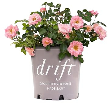 Perfect Plants Blushing Drift Rose Bush in 1 Gallon Grower's Pot | Compact Flowering Ground Cover | Live Bush with Ruffled Pink Flowers | Easy to Grow for Outdoor Landscapes or Container | Zones 4-11