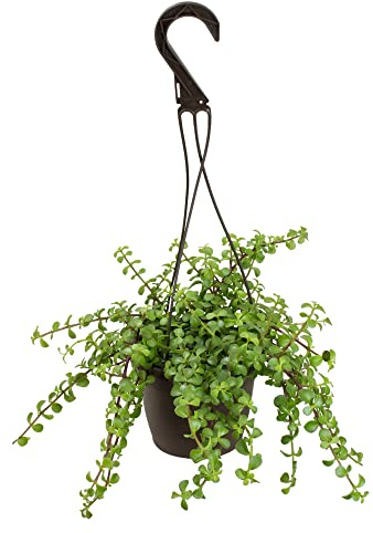 Trailing Elephant Bush Succulents, Hanging Plants Live Succulents Plants Live Houseplants, Hanging Planter Basket, Mini Succulents Live Plants Indoor Plants in Plant Basket by Plants for Pets