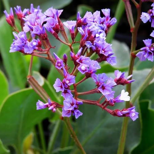semi di lavanda di mare sostenibili esotico per il giardino semi biologici selvatici primaverili giardino aromatico sul balcone, autunnali interno 250semi