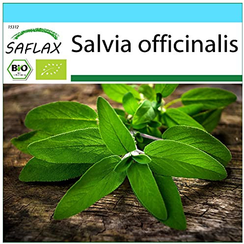 SAFLAX - Kit cadeau - BIO - Sauge - 60 graines - Avec boîte cadeau/d’expédition, autocollant d’expédition, carte cadeau et substrat de culture - Salvia officinalis