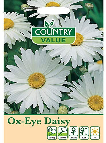 Ox-Eye Daisy Seeds by Country Value Flower