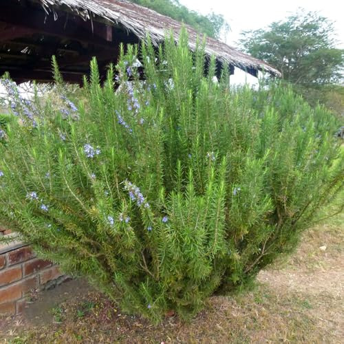 semi di rosmarino biologici - aiuole rialzate per giardino resistenti esotiche 800pcs