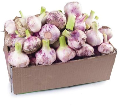 60 pcs pflanzknoblauch winterhart samen - gemüsebeet ausgefallene geschenke exotische pflanzen winterhart knoblauch, balkon gemüse deko pflanzen gemüse anzucht dachbegrünung