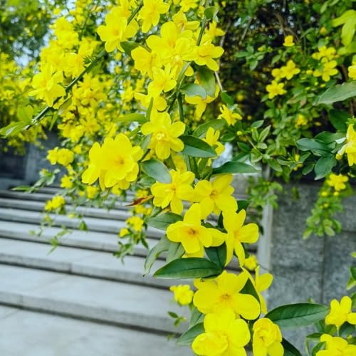 Semi di gelsomino invernale giallo - Gelsomino nudiflorum - sempreverde resistente rampicanti resistenti esotiche da balcone 80pcs