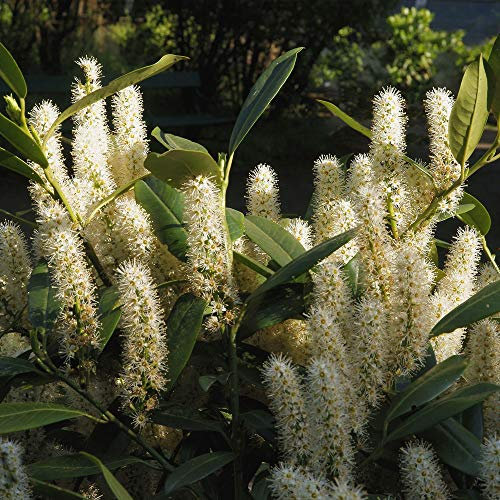 Thompson & Morgan Hardy Cherry Laurel ‘Etna’ Flowering Potted Garden Plants Ideal for Cottage Gardens, Walls, Fences, Patio and Containers (1 x 3.6 Litre Pot)