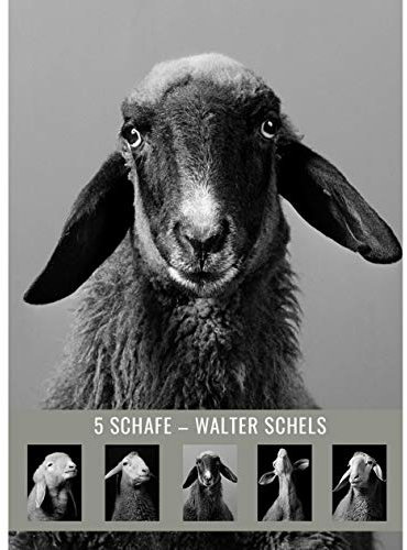 5 SCHAFE – Postkartenset # 10 Walter Schels