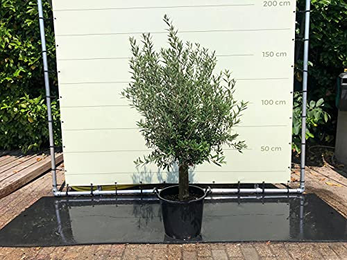 OLEA EUROPEA – Olive avec tempête lisse, manche en bourreau 20-25 cm – A+