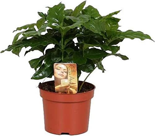 DECOALIVE Cafeto Planta de Interior Verde Natural Planta Cafetera