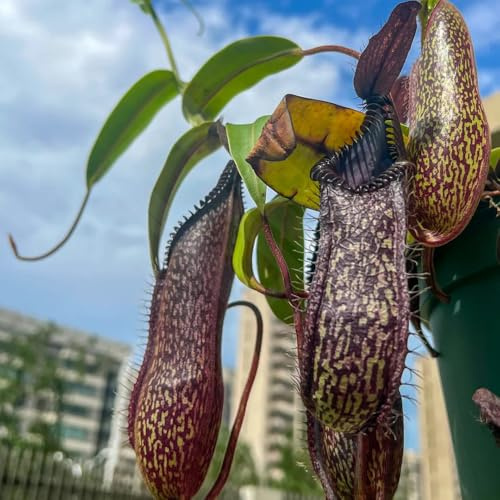 nepenthes - carnivora verdi, da appartamento Carnivoro da appartamento che purificano l'aria rare decorazioni giardino per esterni balcone resistenti sospese, 250semi