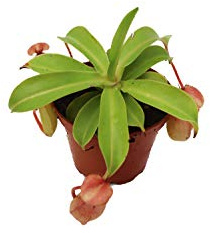 Monkey Cup Nepenthes - 3 from California Tropicals