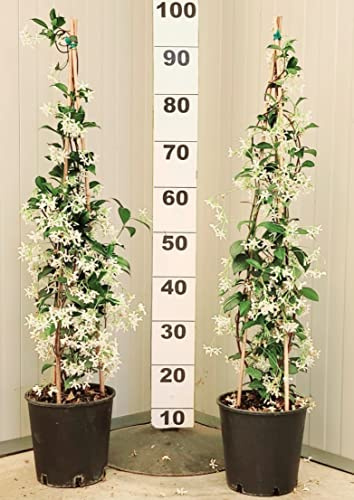 POWERS TO FLOWERS - GELSOMINO RAMPICANTE, RINCOSPERMUM, Vaso 18cm, Altezza 100cm, 2 PIANTE, piante vere