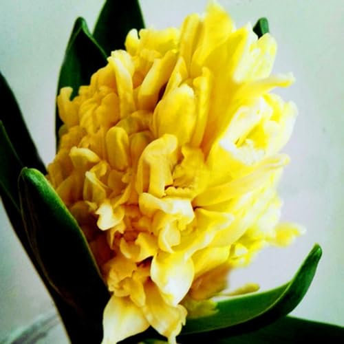 kiskick 300 Stück/Beutel Hyazinthensamen, umweltfreundlich, einfach zu pflanzen, frische Hyazinthen-Blumensamen für Zuhause, Samen zum Anpflanzen von Gemüse und Obst Gelb Hyazinthe-Samen