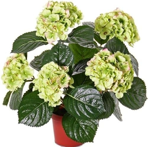 Hortensia Blanca Natural – Arbusto de Exterior con Flores Vibrantes
