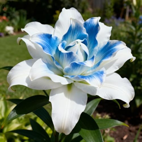 Leicht Anbaubare Funkien/Lilien/lilium Dauerwüchsig Winterfest&Prachtvolle lilien Wurzelstock/Geeignet Für Neueinsteiger-2Rhizome-H