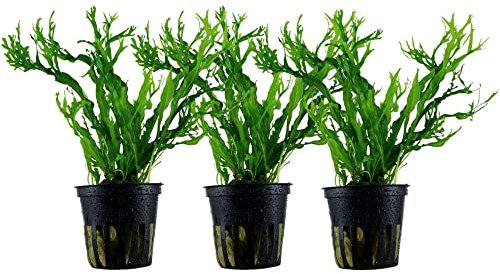 AquaOne Lot de 3 plantes d'aquarium Microsorum pteropus 'Windelov' I Plante aquatique Plante d'aquarium Porte-greffe/rhizome entièrement enraciné Facile d'entretien Décoration d'aquascaping