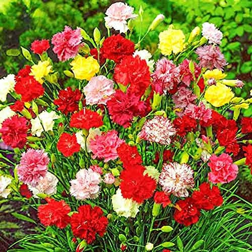 Seeds Carnation Grenadin Mix Biennial Garden Flowers for Planting Non GMO