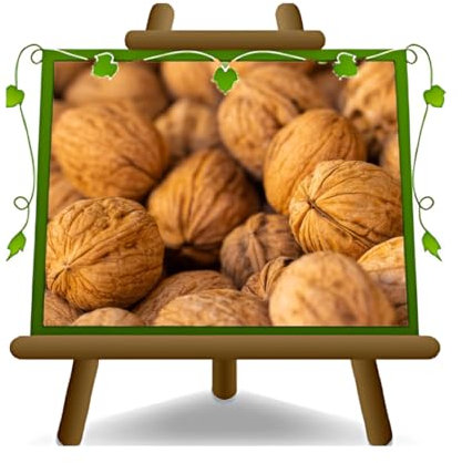 EURO PLANTS VIVAI Noce Pecan Shawnee — Pianta da Frutto Antico in Vaso 25×28 cm — Altezza fino a 180 cm — Età 4 Anni — Coltivazione Italiana
