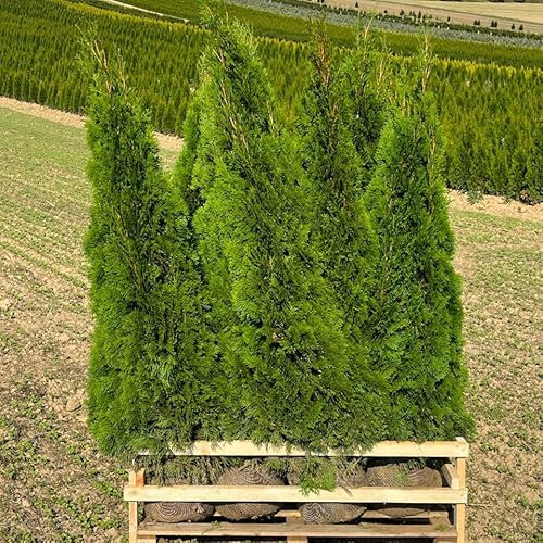 Thuja occidentalis 'Smaragd', Höhe 150-175 cm, mit Ballen, 10 Stück