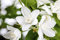 Deutzia gracilis 30-40 cm - Maiblumenstrauch, weiße Blüten, Blütezeit Mai-Juni, ideal für Rabatten, pflegeleicht und winterhart