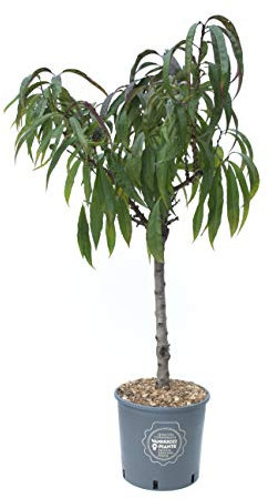 Pesco nano in vaso, Vannucci Piante, Pianta da terrazzo, Prunus persica, Albero da frutto nano, Pianta da esterno