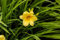 Hemerocallis x cult. 'Happy Returns' ca. 9x9 cm Topf - Taglilie, leuchtend gelbe Blüten, Blütezeit Juni-Oktober, ideal für Rabatten, pflegeleicht und langlebig