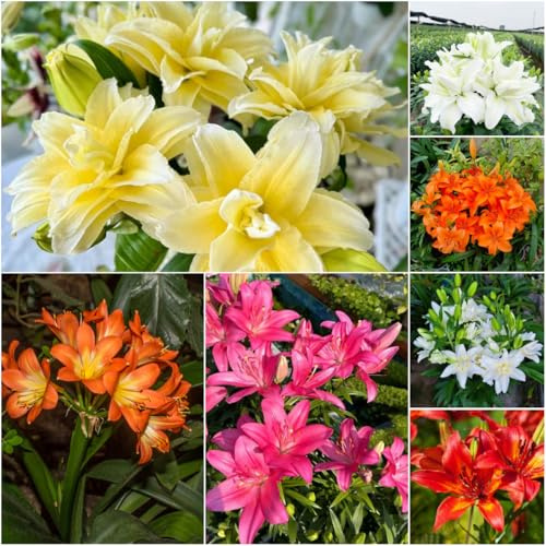 bulbos de lirio perennes resistentes - decoración decoración cubierta resistente de jardín bulbos bonsái balcón con camas 6pcs