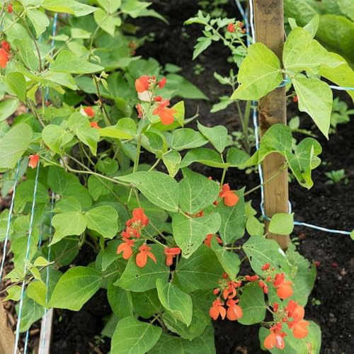 Semillas de frijol escarlata de verano balcón semillas orgánicas 30pcs