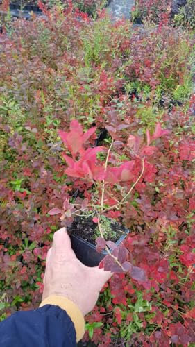 Vaccinium corymbosum 'Blue Crop' / Myrtillier Blue Crop/Godet/Fruitier