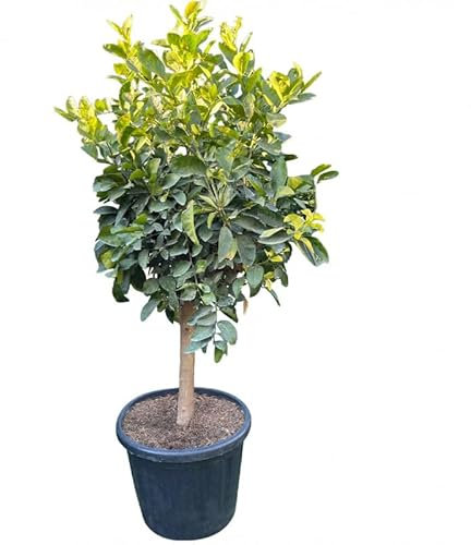 Beija-flores - Citronnier 4 Saison XL H-110/130CM