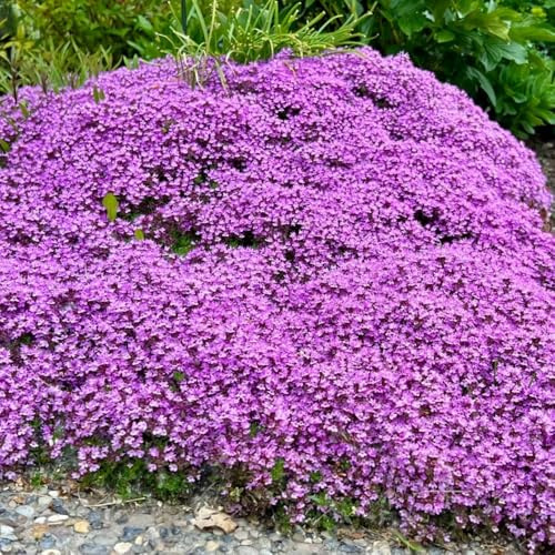 semillas de tomillo rastrero, exóticas interior raras para balcón extremadamente resistentes para Decoración jardín 150pcs