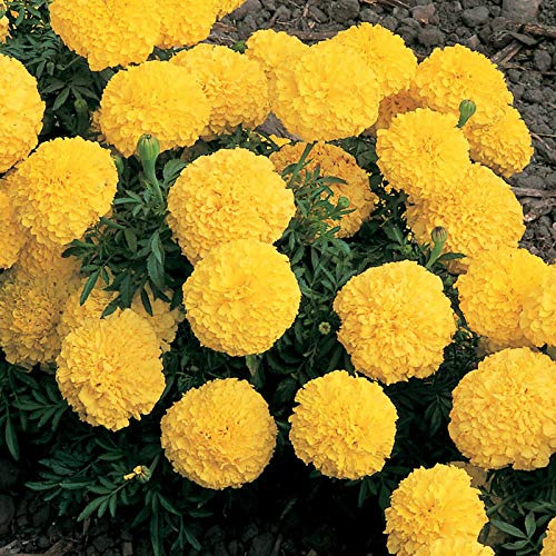 Marigold Seeds - Inca II Series - Yellow - 25 Seed Packet - Tagetes erecta - Non-GMO, Open Pollinated - Flower Gardening