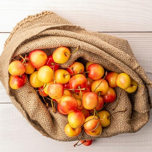 kirschbaum samen - kirschsamen - säulenobst balkonpflanzen bonsai samen, topfpflanzen draußen winterhart bäume garten winterhart pflanzen anzucht, grünpflanzen zimmerpflanzen 65pcs