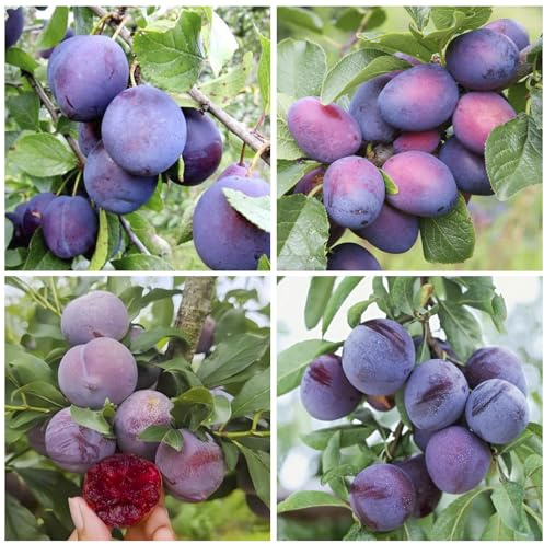 10+ Wild Plum Tree Fruit Seeds for Planting Outdoor-Perennial Non-GMO Fruit Tree Seeds-Sweet and Juice