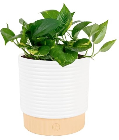 Costa Farms Golden Pothos Live Plant in Decorative Pot, Easy to Maintain, Air Purifying Indoor Houseplant, Home, Room, or Office Decor, Great House Warming or Birthday Gift, 12-14 Inches
