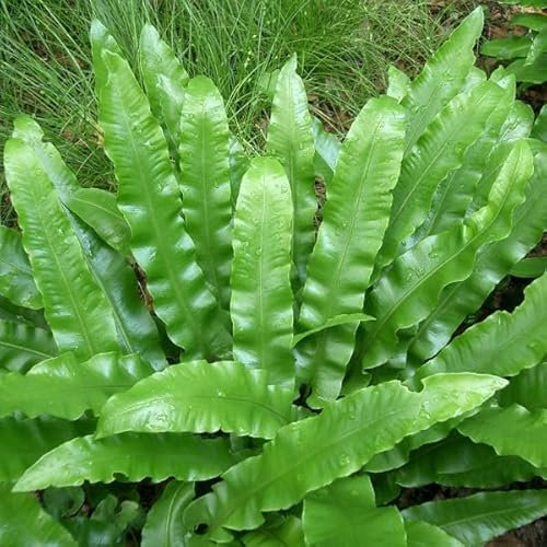 6x Hirschzungenfarn - Asplenium scolopendrium - Topf 9x9cm