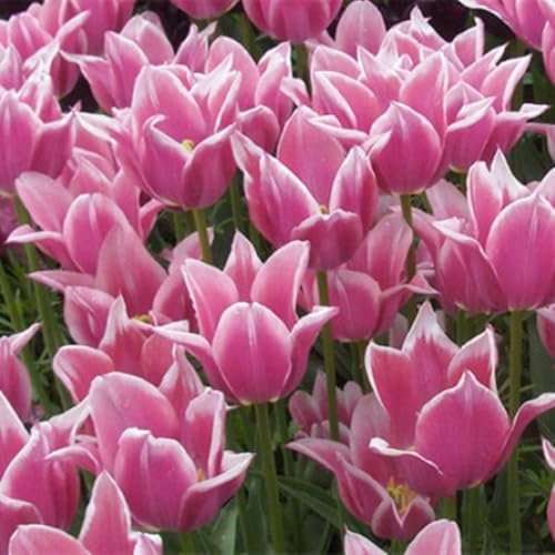 Apropiados para Macizos y Macetas- Bulbos de Tulipán - Se Adaptan a Suelos Bien Drenados - Tulipán bulbos-3 Bulbos-J