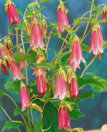 Campanula punctata 'Elizabeth' ca. 11x11 cm Topf - Gefleckte Glockenblume, rosa Blüten, Blütezeit Juni-August, ideal für Rabatten, bienenfreundlich, pflegeleicht