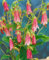 Campanula punctata 'Elizabeth' ca. 11x11 cm Topf - Gefleckte Glockenblume, rosa Blüten, Blütezeit Juni-August, ideal für Rabatten, bienenfreundlich, pflegeleicht