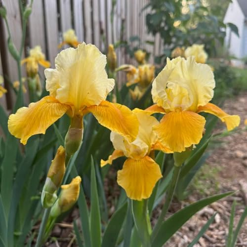 IrisZwiebeln, geschenke für gartenliebhaber Schwertlilien, blumenzwiebeln frühblüher winterharte für garten topfpflanzen draußen winterhart 9Zwiebeln