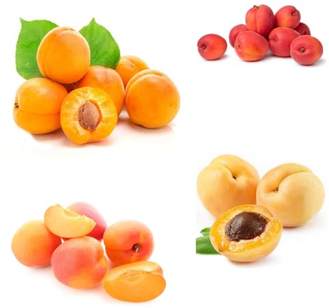 semillas de albaricoquero columnares albaricoquero balcón forma columna resistentes interior semillas 20pcs