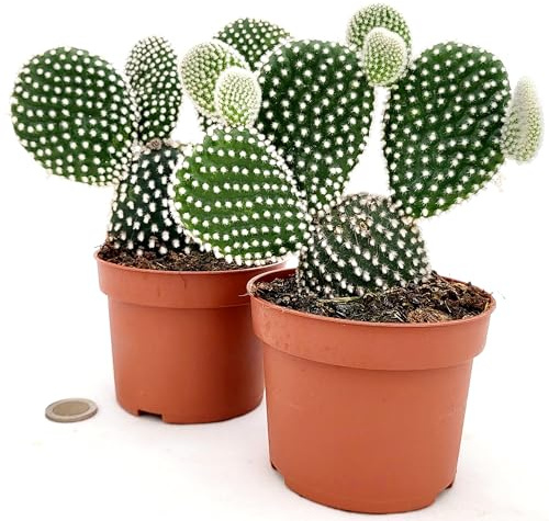 POWERS TO FLOWERS - FICO D'INDIA, OPUNTIA A SPINA BIANCA MICRODASYS IN VASO 12CM DIAMETRO, 2 PIANTE, piante vere