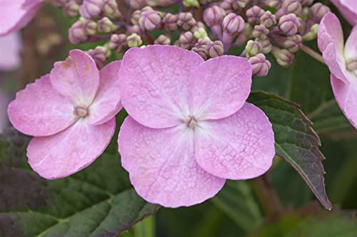 Hydrangea serrata 'Koreana' 30–40 cm – Winterhart, Mehrjährig, Pflegeleicht – Berg-Hortensie – Blütenstrauch für Garten & Kübel