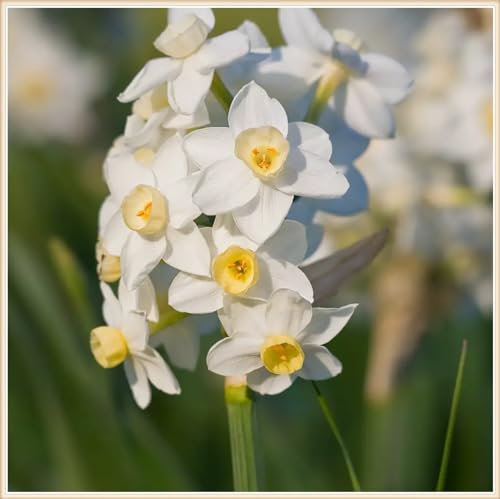 Narzissenzwiebel Winterhart MehrjäHrig Narzissen Zwiebeln Winterhart Narzissenzwiebel Narzissen Knollen,Gärten Geschenk bereit Schöner Staudengarten Zierpflanzen pflanzen-10zwiebeln-a