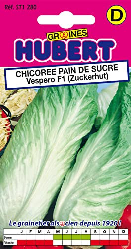 Graines de Chicorée Pain de Sucre Vespero F1 - 0,5 grammes